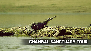 Chambal Sanctuary Tour