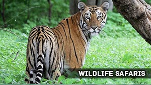 Tiger sanctuary In India
