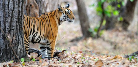 wildlife tour, india wildlife tours, wildlife, national parks