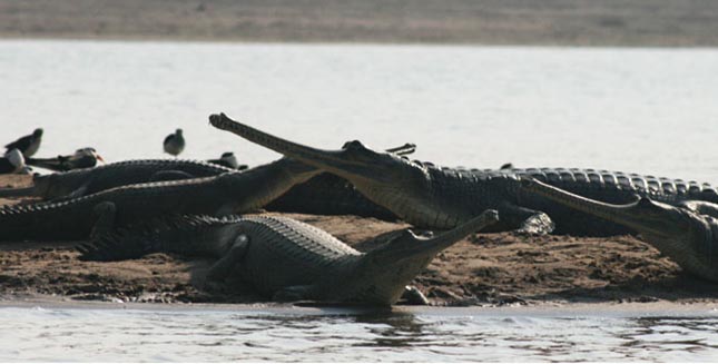 Chambal Sanctuary Tour